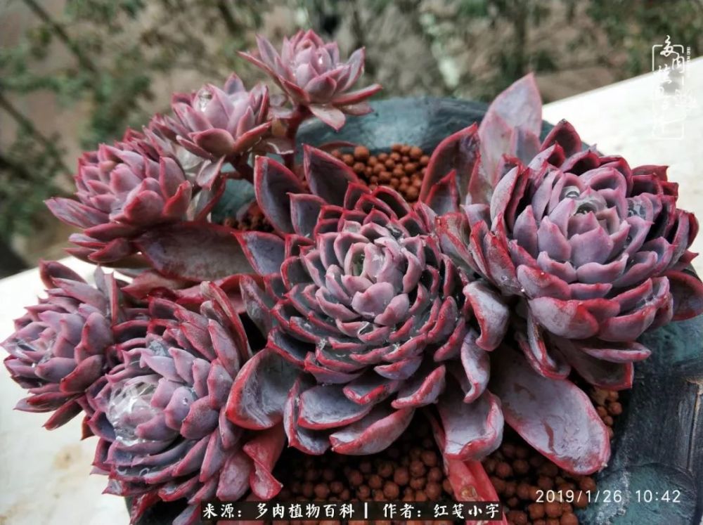 多肉,紫罗兰,仙人掌