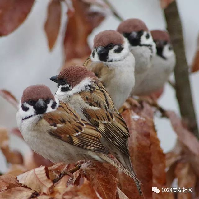 麻雀或将灭绝?摄影师用爱为麻雀拍出写真集!