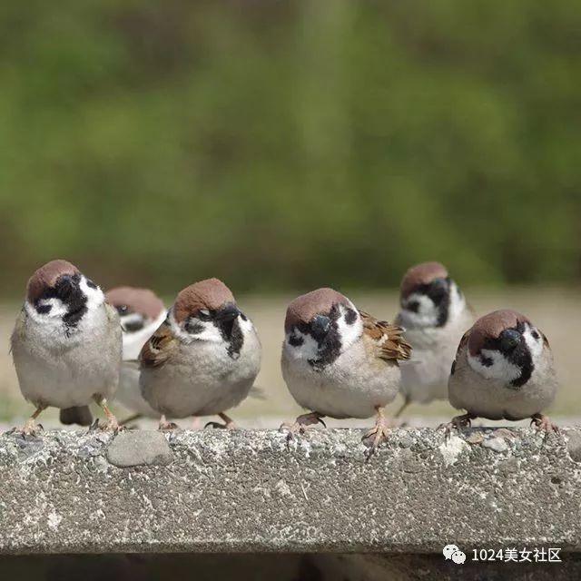 麻雀或将灭绝?摄影师用爱为麻雀拍出写真集!