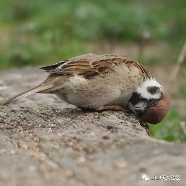麻雀或将灭绝?摄影师用爱为麻雀拍出写真集!