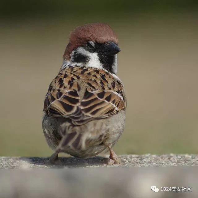 麻雀或将灭绝?摄影师用爱为麻雀拍出写真集!