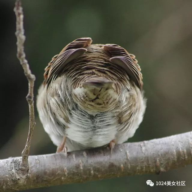 麻雀或将灭绝?摄影师用爱为麻雀拍出写真集!