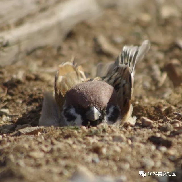 麻雀或将灭绝?摄影师用爱为麻雀拍出写真集!
