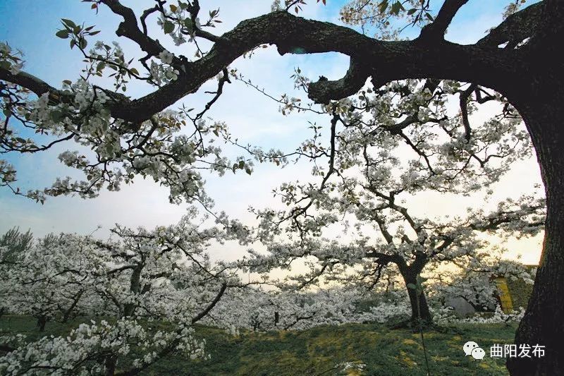 曲阳县第八届梨花节暨旅游文化周盛大开幕