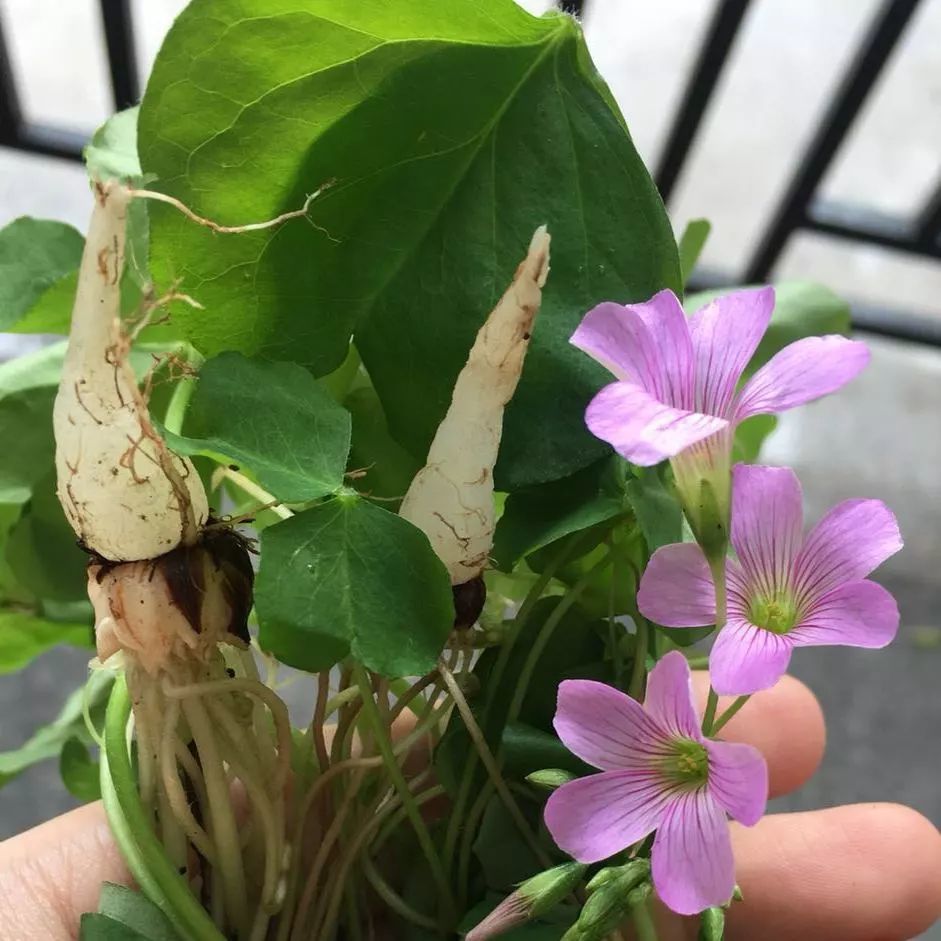 野果,福州,野菜,果实,覆盆子,树莓,桑葚,桑树,无花果,酢浆草