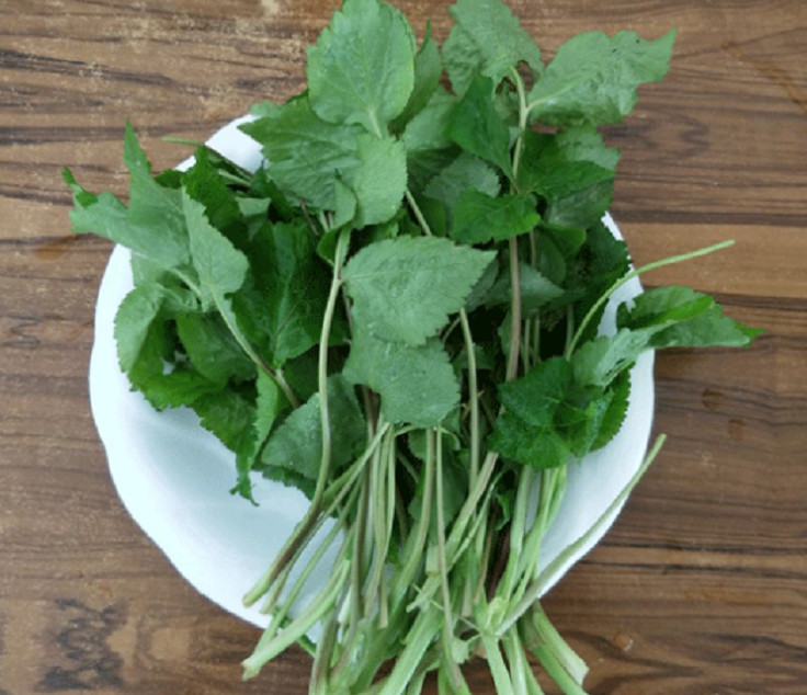 鸭儿芹,野菜,日本,牛筋,三叶草