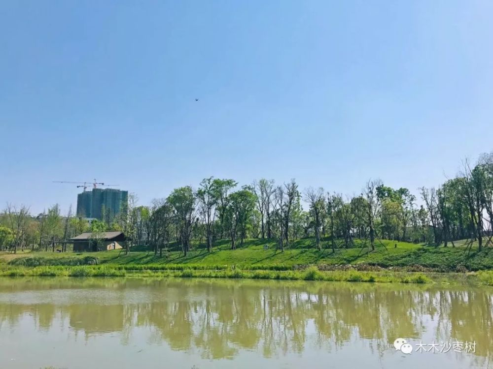 成都中和湿地公园,花开草绿,蓝天白云,重要的是人还少