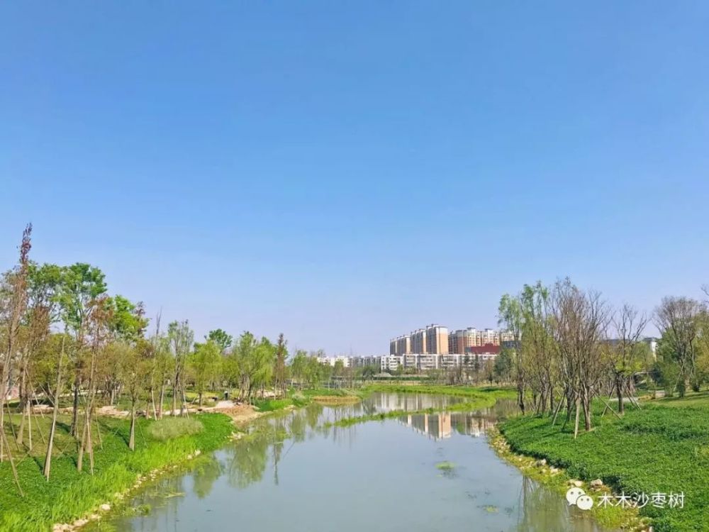 成都中和湿地公园,花开草绿,蓝天白云,重要的是人还少