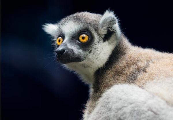 地球上10大奇特的夏眠动物,它们在生机勃勃的