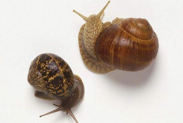 地球上10大奇特的夏眠动物,它们在生机勃勃的