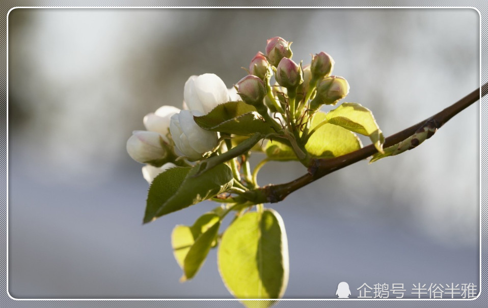 原来春天的梨花,还有如此妙用,路上遇到快摘回家