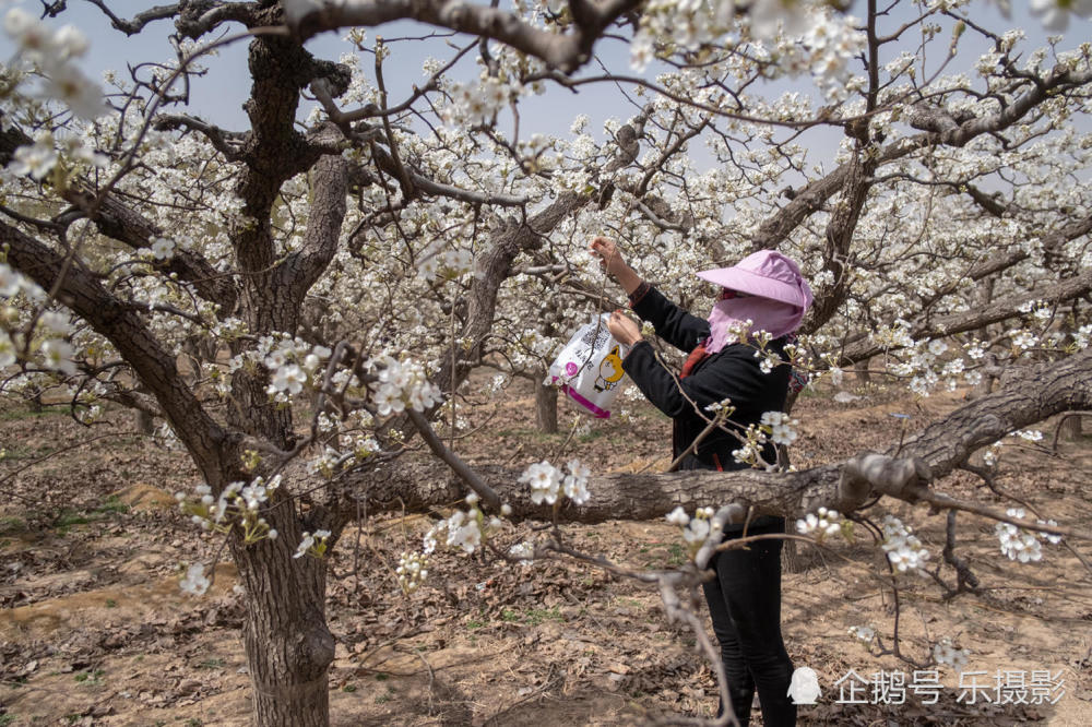 河北雄安:马蹄湾村的万亩梨园又是一年梨花开