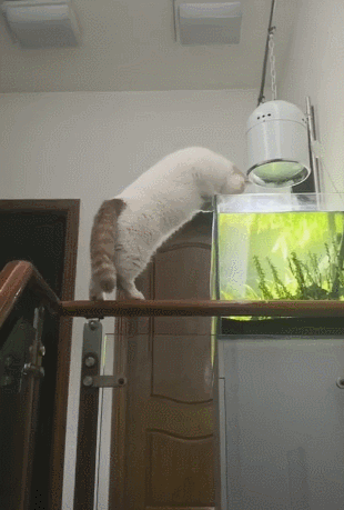 猫咪舔着鱼缸的水,不料一跃而下,立马铺到水缸洗澡