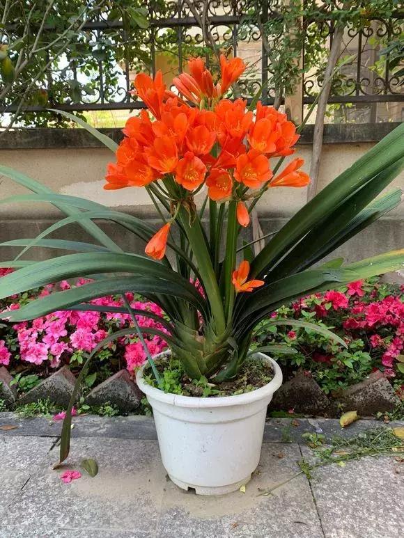 君子兰的花期长达两三个月,在春节前后开花,养在家里,喜庆又漂亮.