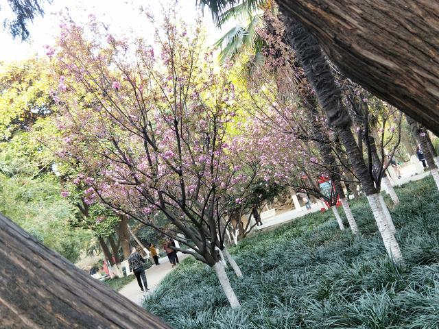 南阳人看樱花不必去日本,人民公园樱花盛开正当时