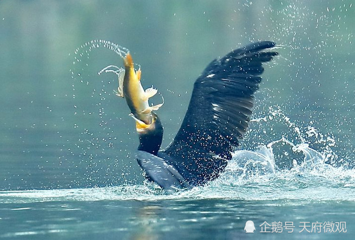 绵阳涪江"鸟吃鱼"萌趣瞬间,生动诠释什么是"眼大肚皮小"