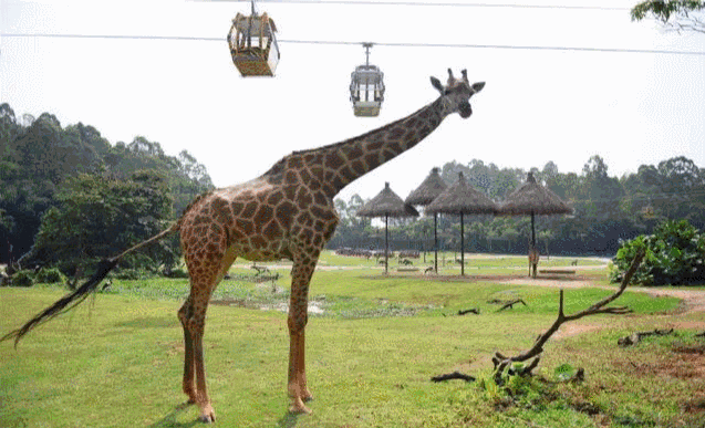 广州长隆野生动物园攻略指南