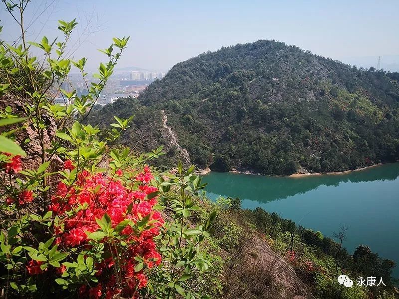 永康郊区这片"海"很红很火!登山赏花约起来!