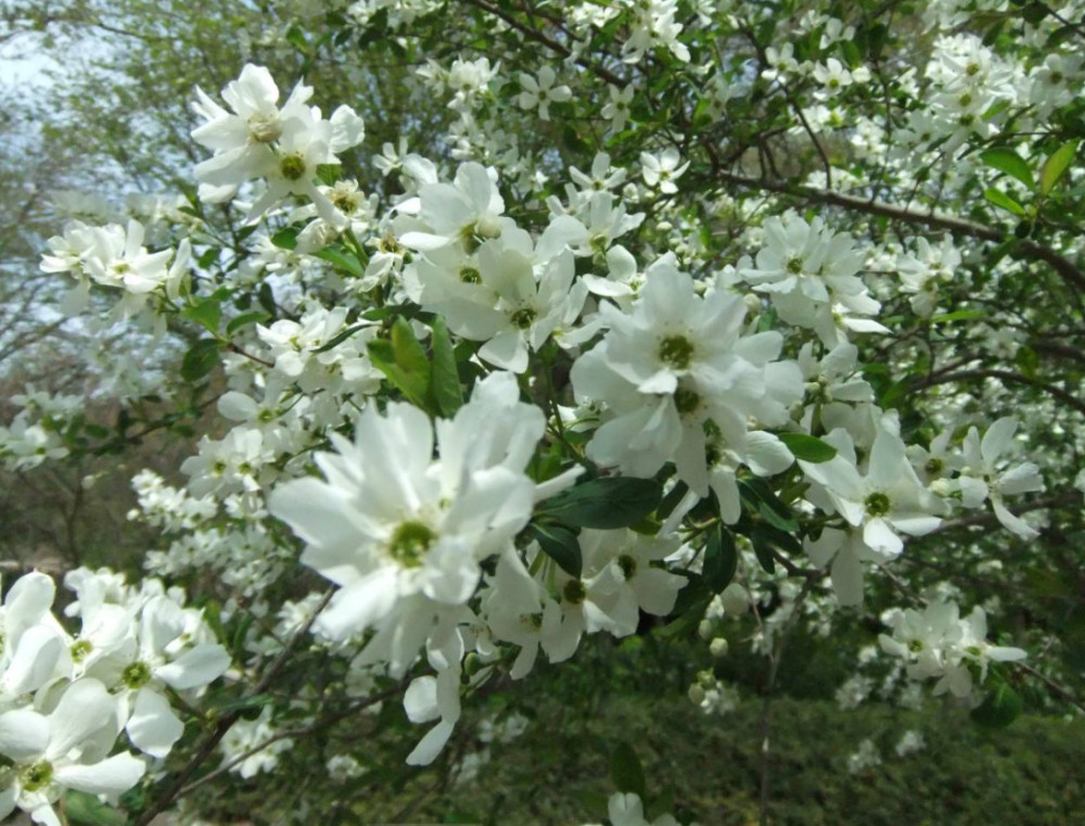 它的叶子可以当菜吃,被人称为"将军菜",拿来炒菜吃爽口又下饭