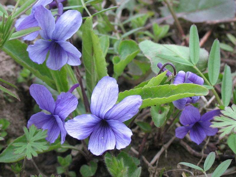 农村这紫花草,九成人都当它是杂草,殊不知是解毒草,毒蛇最怕它