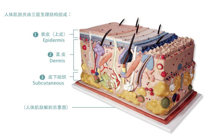 皮肤分层:3大层,5小层