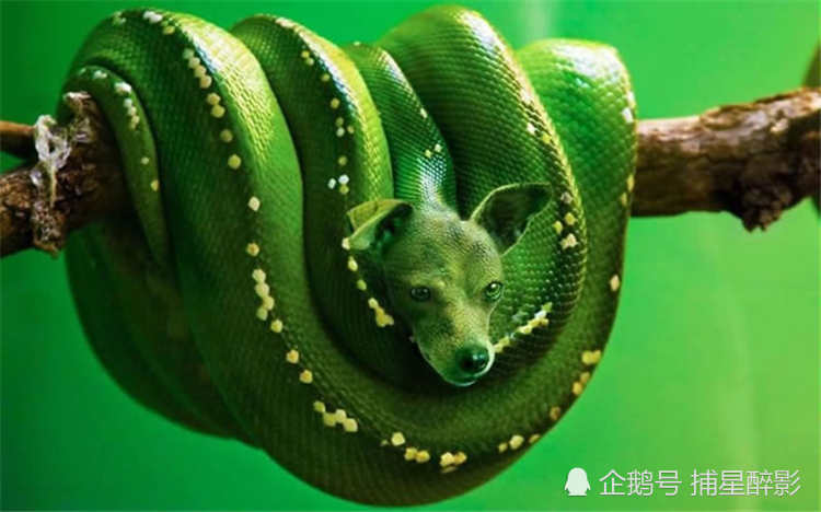 翠绿色的蟒蛇狗,蟒蛇是世界上最大的蛇之一,但这种动物的杂交看起来更