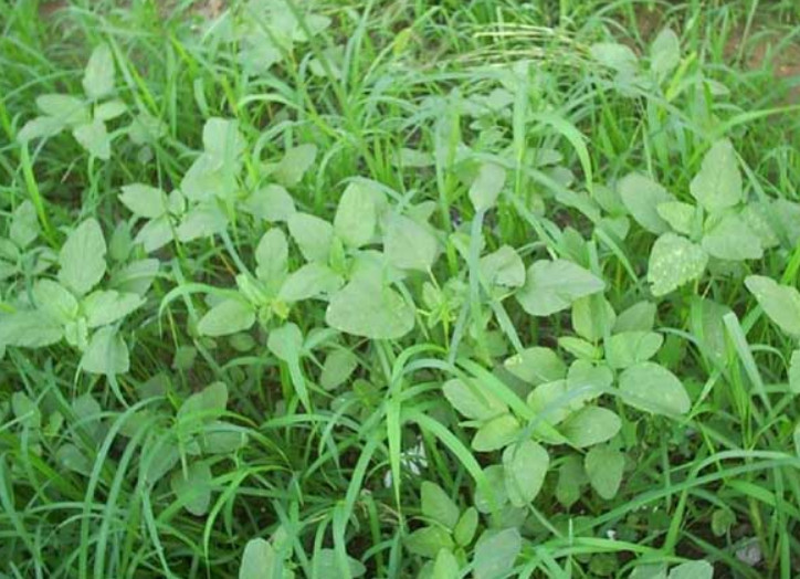 南方这野菜在3月份最好吃,维生素是苹果的7倍,你们有见过吗