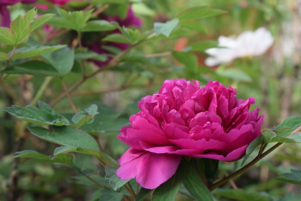 花田,牡丹