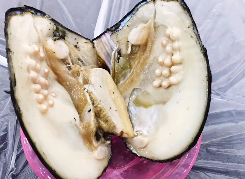 珍珠蚌取完珠后,蚌肉到底能不能吃?蚌农这样说,网友