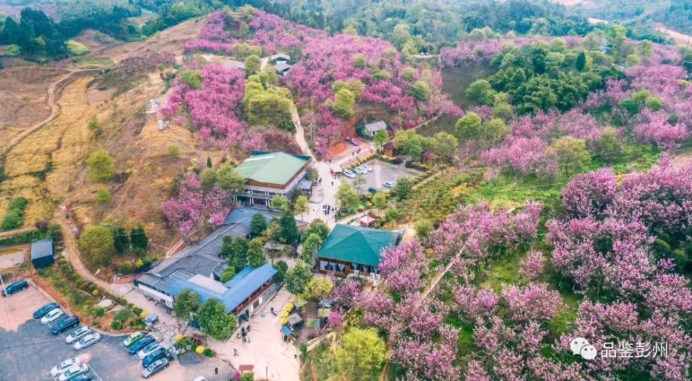 桂花镇樱花观赏节