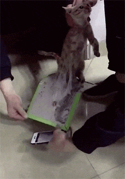 搞笑gif趣图:妹子,你穿成这样确定是来搬砖的?