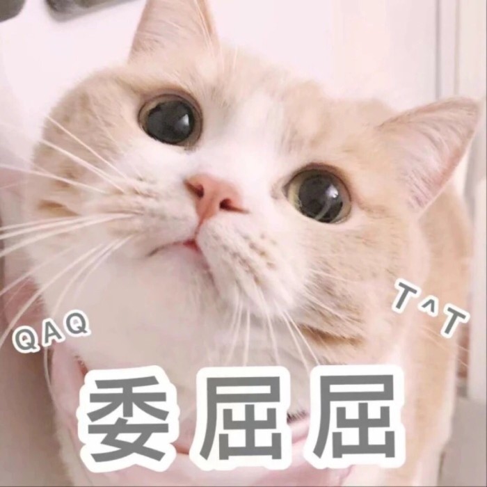 超奈斯小奶猫表情包:我已经3岁啦,想要3个对象,不过分