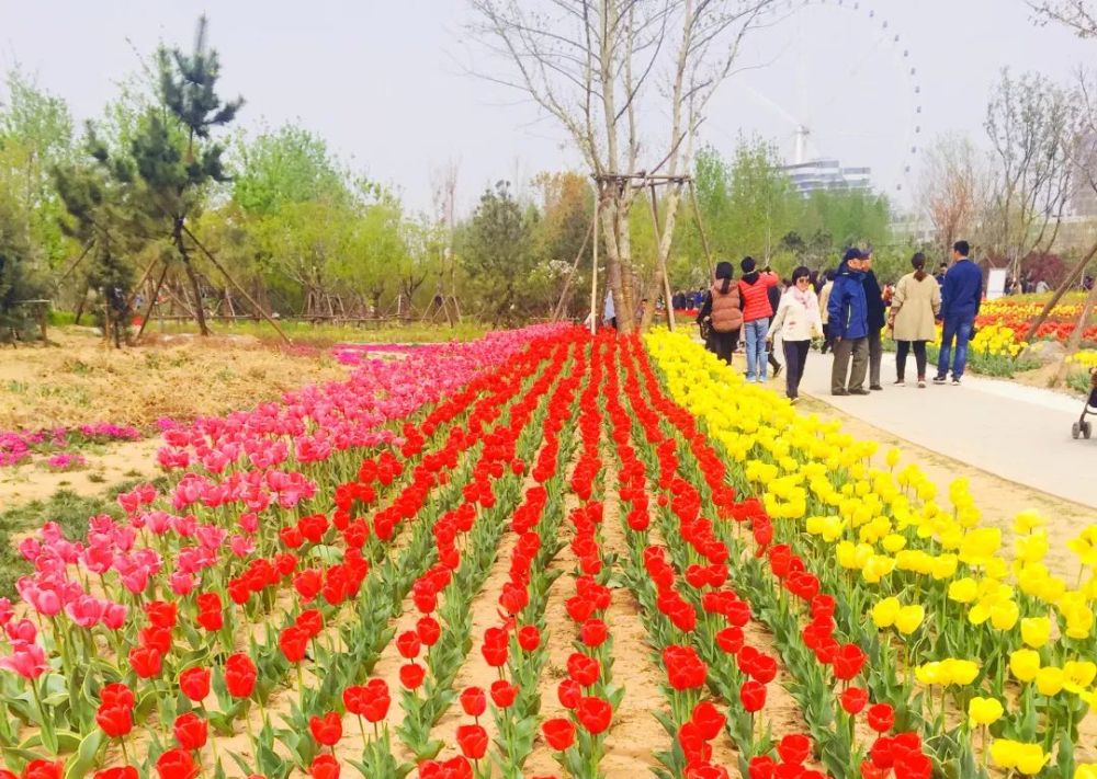 一年好景春尚在 聊城家门口的春游圣地凤凰苑植物园