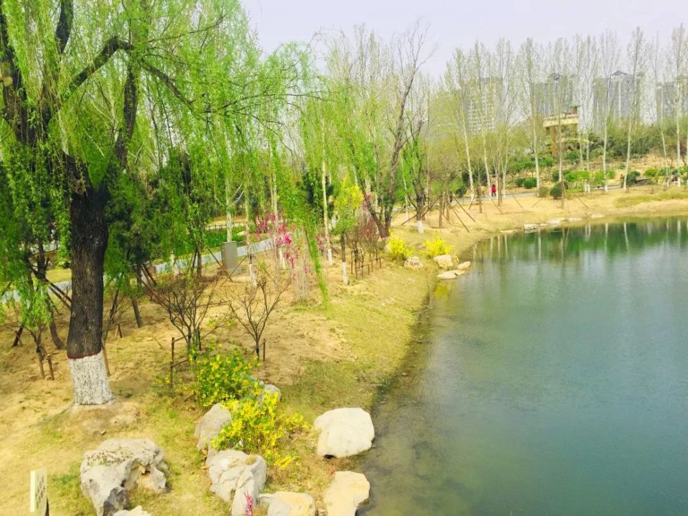一年好景春尚在 聊城家门口的春游圣地凤凰苑植物园