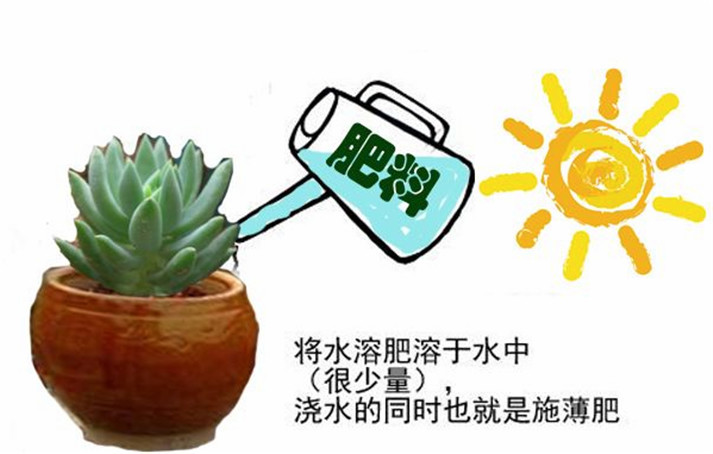 到底该不该给多肉施肥 施什么肥 出来扫盲吧 看点快报