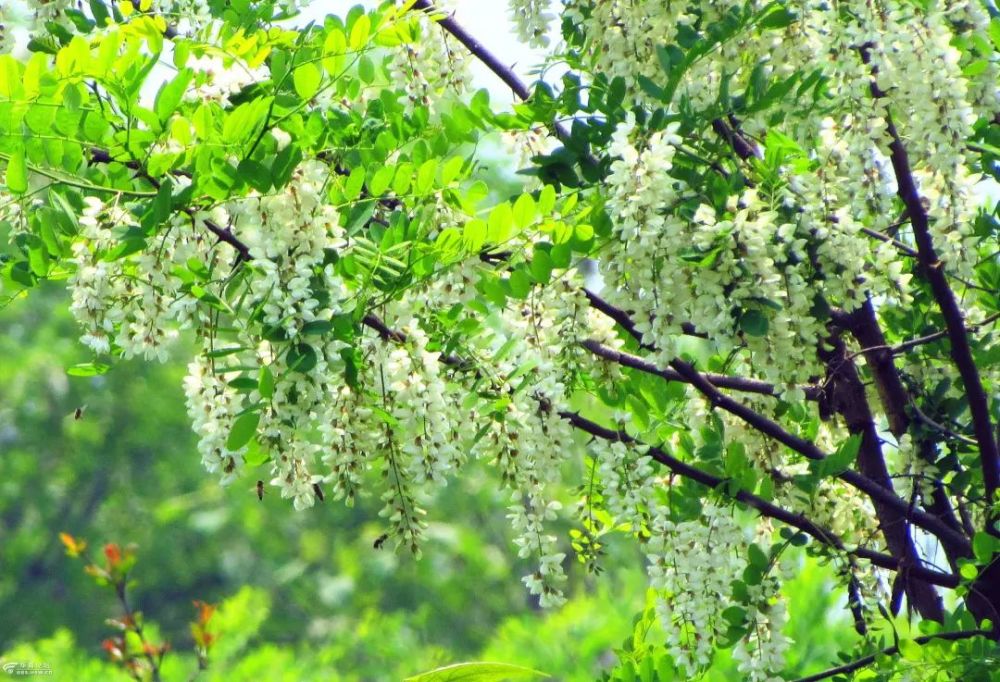 乡愁,就是那一树槐花