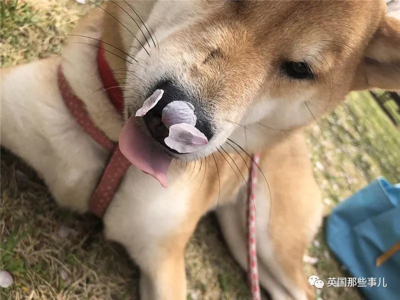 日推网友疯狂晒图欢庆"柴犬日,今日份的沙雕快落都在这里了