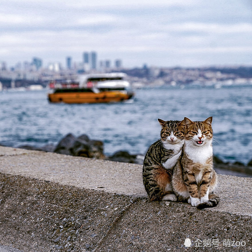 伊斯坦布尔那些安逸的流浪猫们,猫咪之城名不虚传