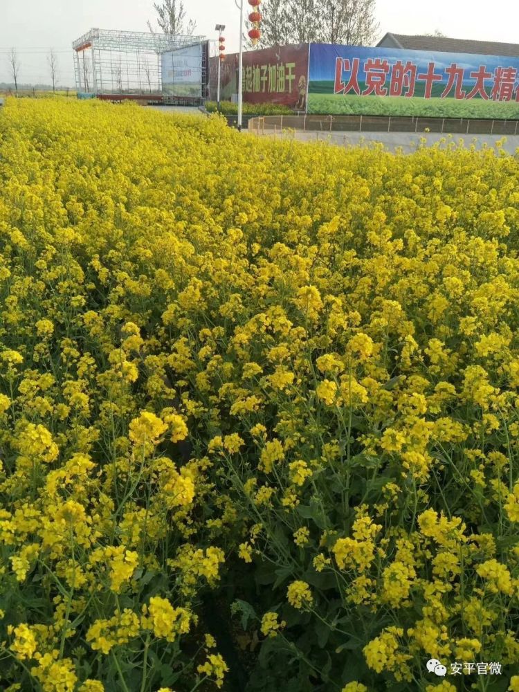 来安平吧!这里万亩油菜花芳容初绽!