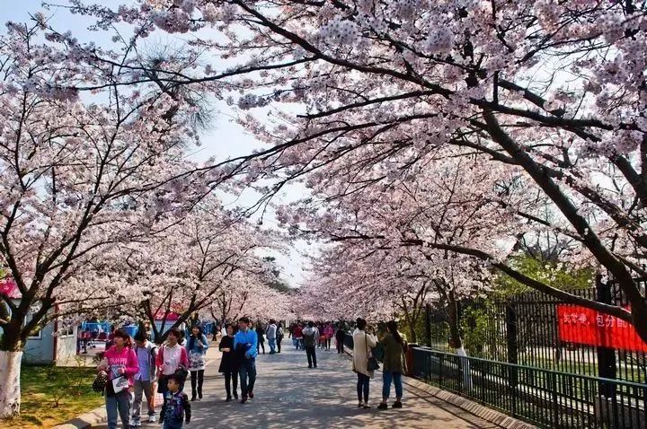 青岛中山公园赏樱花,栈桥喂海鸥纯玩一日游