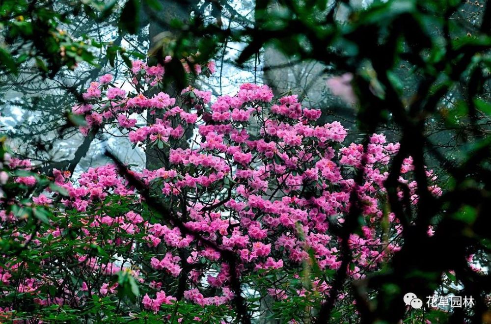 5月去瓦屋山,看一场杜鹃花盛宴