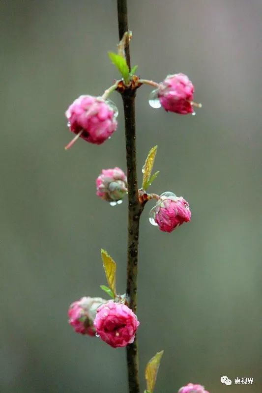 世中逢你,雨中逢花.