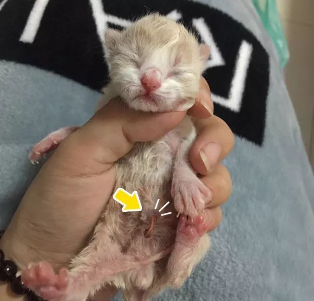 刚出生时的小猫咪也是有脐带的,出生后脐带被猫妈妈咬断,才算是正式和