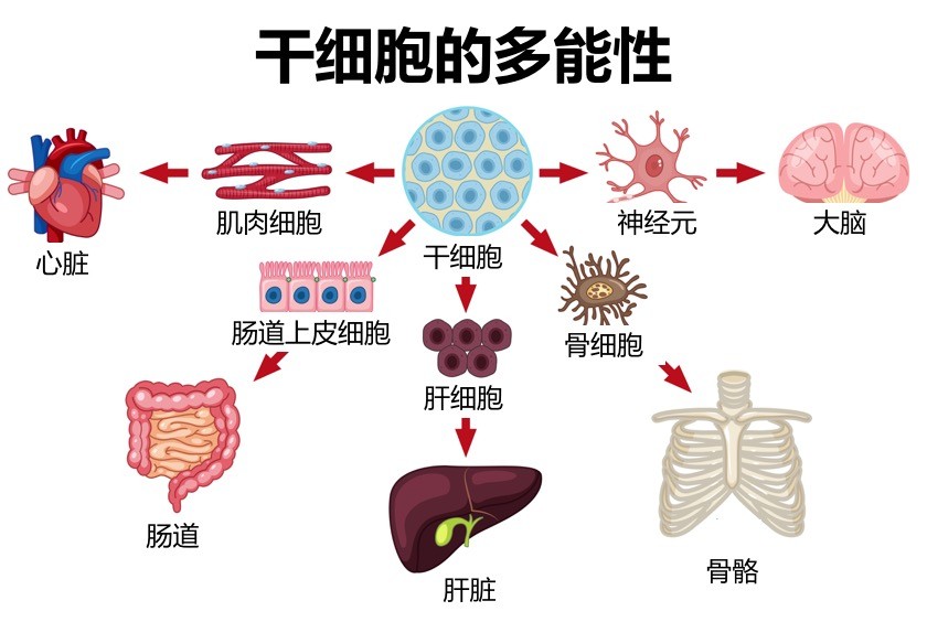 干细胞人造肉技术正是通过提取动物体内的肌肉干细胞并促使其在体外