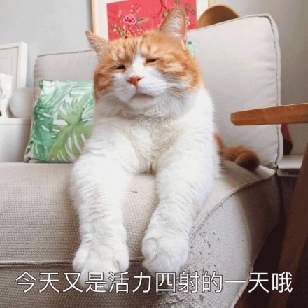 十分慵懒的一组肥猫表情包:我都懒得睁眼看你了