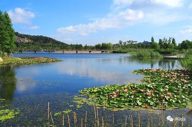 上海评了十大湿地公园,不远有野趣,适合带娃放飞!