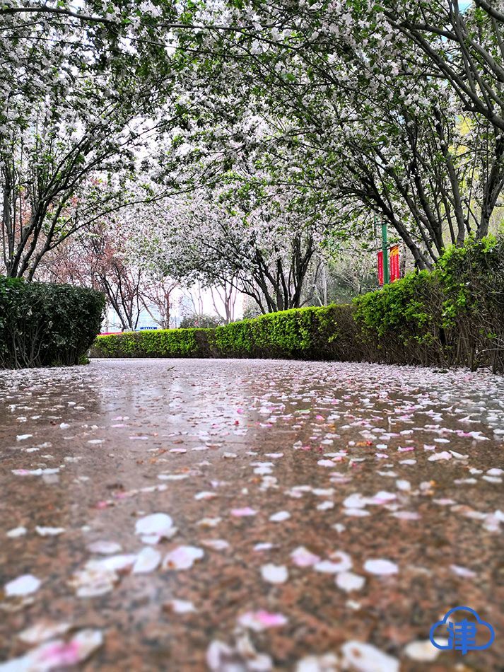 昨夜雨疏风骤,却道海棠依旧.知否?知否?已是绿肥红瘦