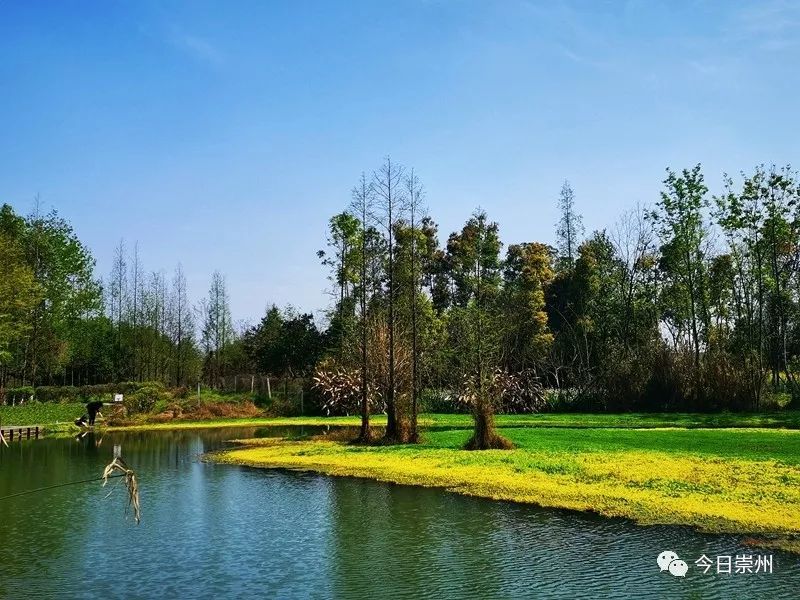 去崇州这座湿地公园,抓住春天的尾巴