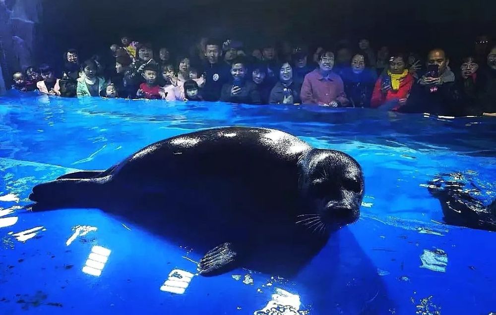 一位包头游客在动物园的奇妙之旅