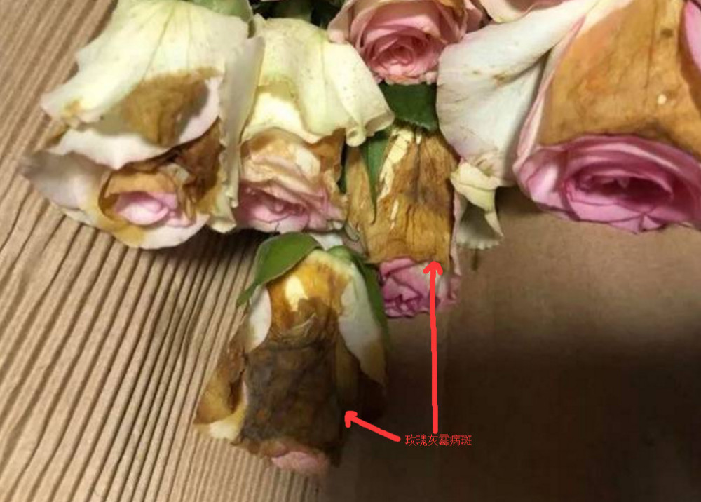 如何预防玫瑰花的灰霉病?需要注意哪些